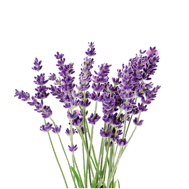Vicenza Blue Apex Lavander