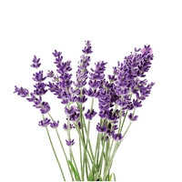 Vicenza Blue Apex Lavander