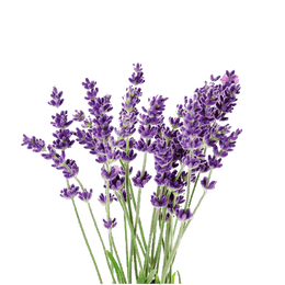 Vicenza Blue Apex Lavander