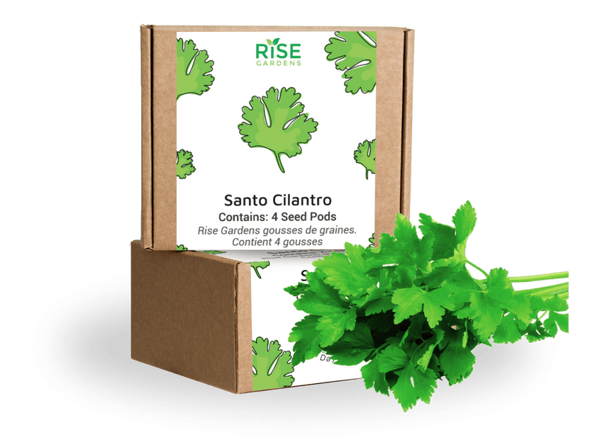 Santo Cilantro