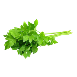 Santo Cilantro