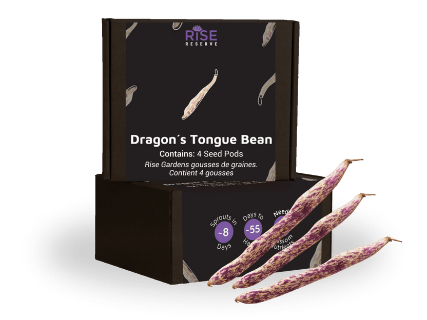 Dragon's Tongue Bean