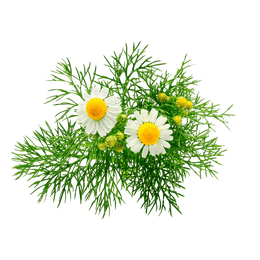 German Chamomile