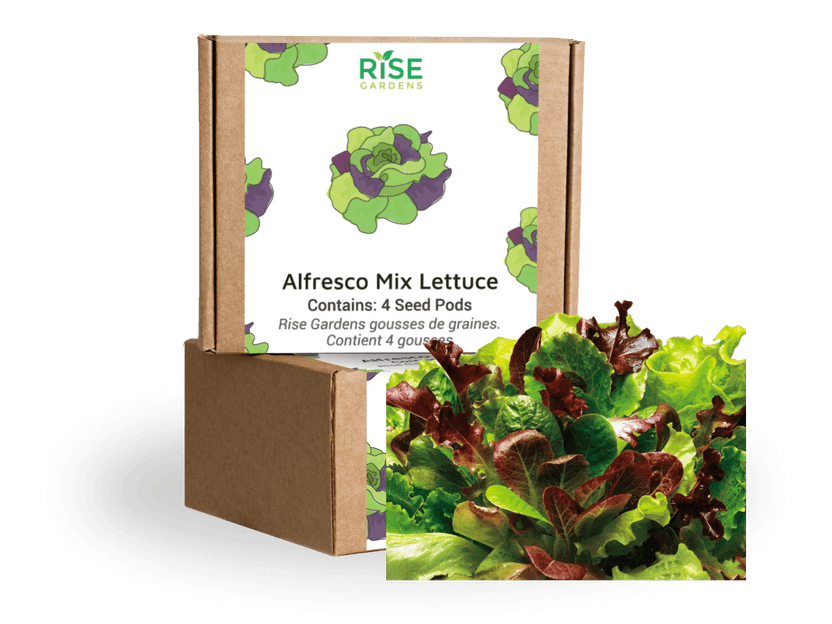 Alfresco Mix Lettuce