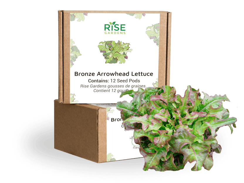 Bronze Arrowhead Lettuce