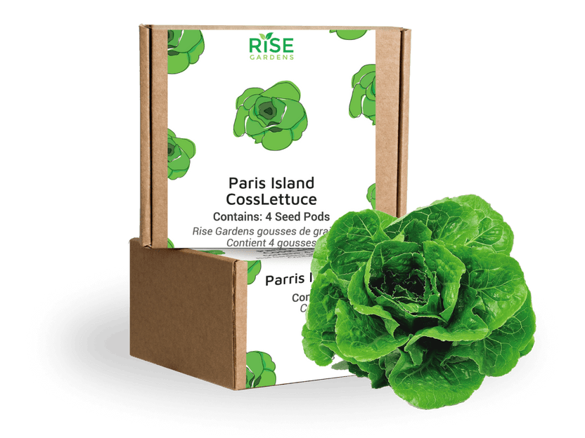 Parris Island Cos Lettuce