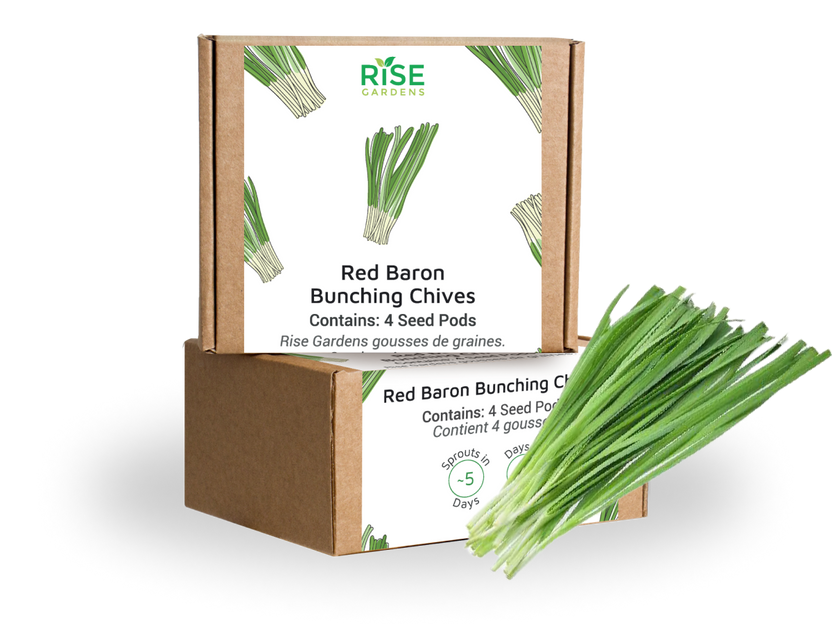 Red Baron Bunching Chives