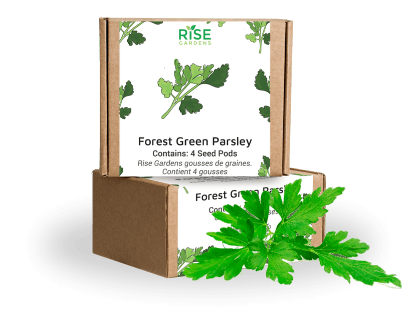 Forest Green Parsley