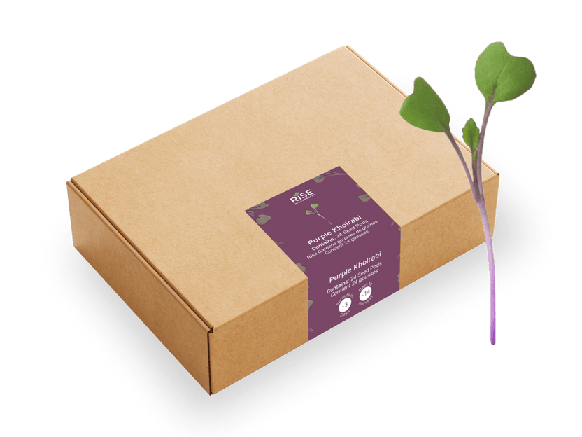 Kohlrabi Purple Microgreens