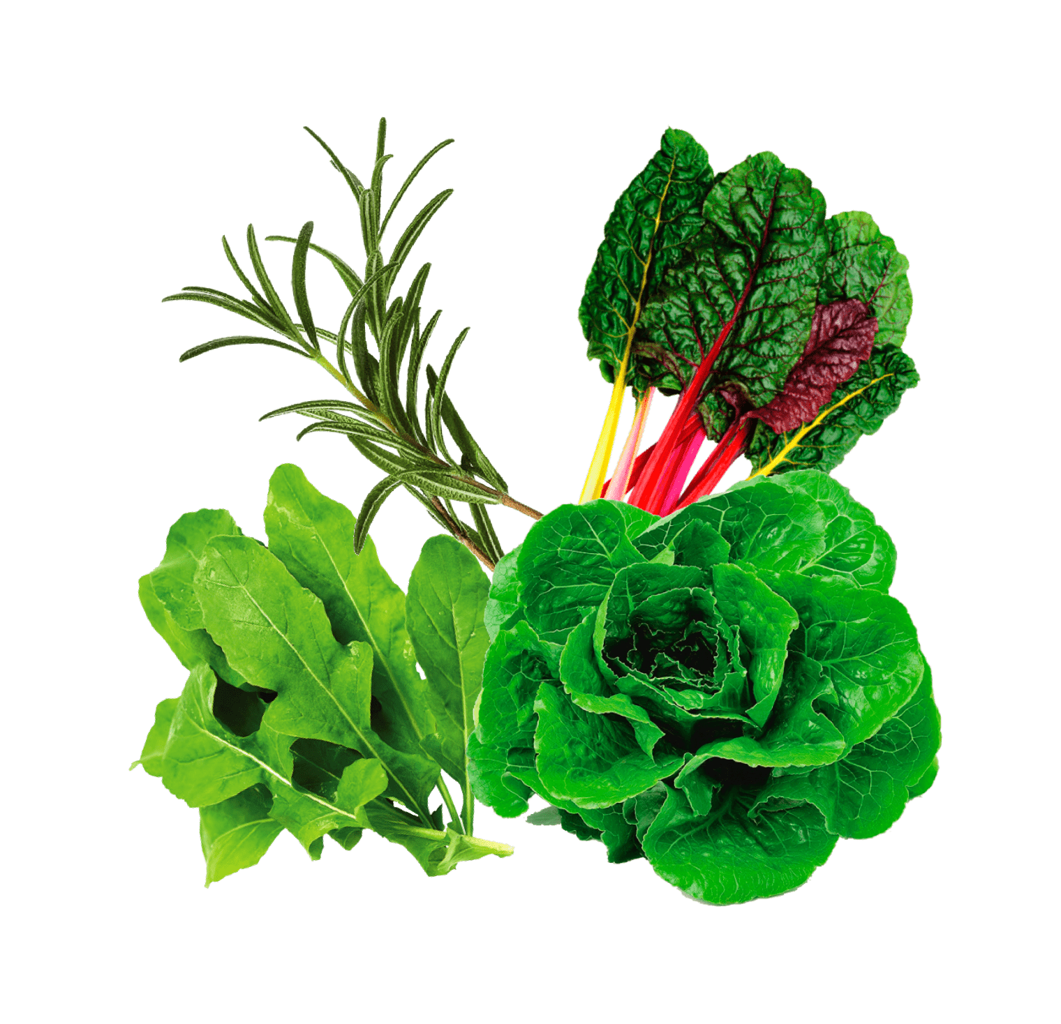 rise garden seed pods Seed Pods Subscription