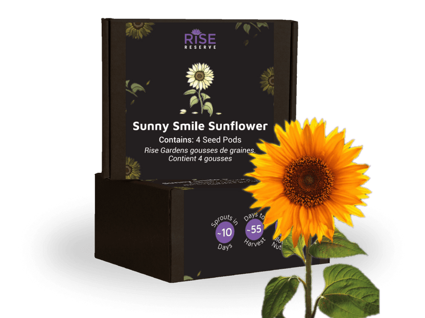 Sunny Smile Sunflower