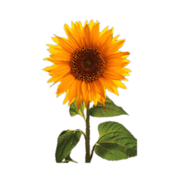 Sunny Smile Sunflower