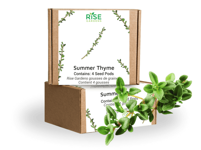 Summer Thyme